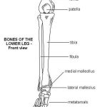 Pictures Of Bones Of The Lower Extremities | Healthiack