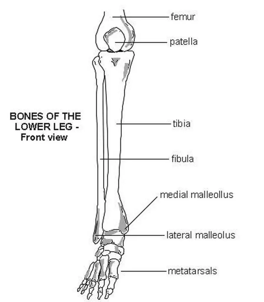 Pictures Of Bones Of The Lower Extremities