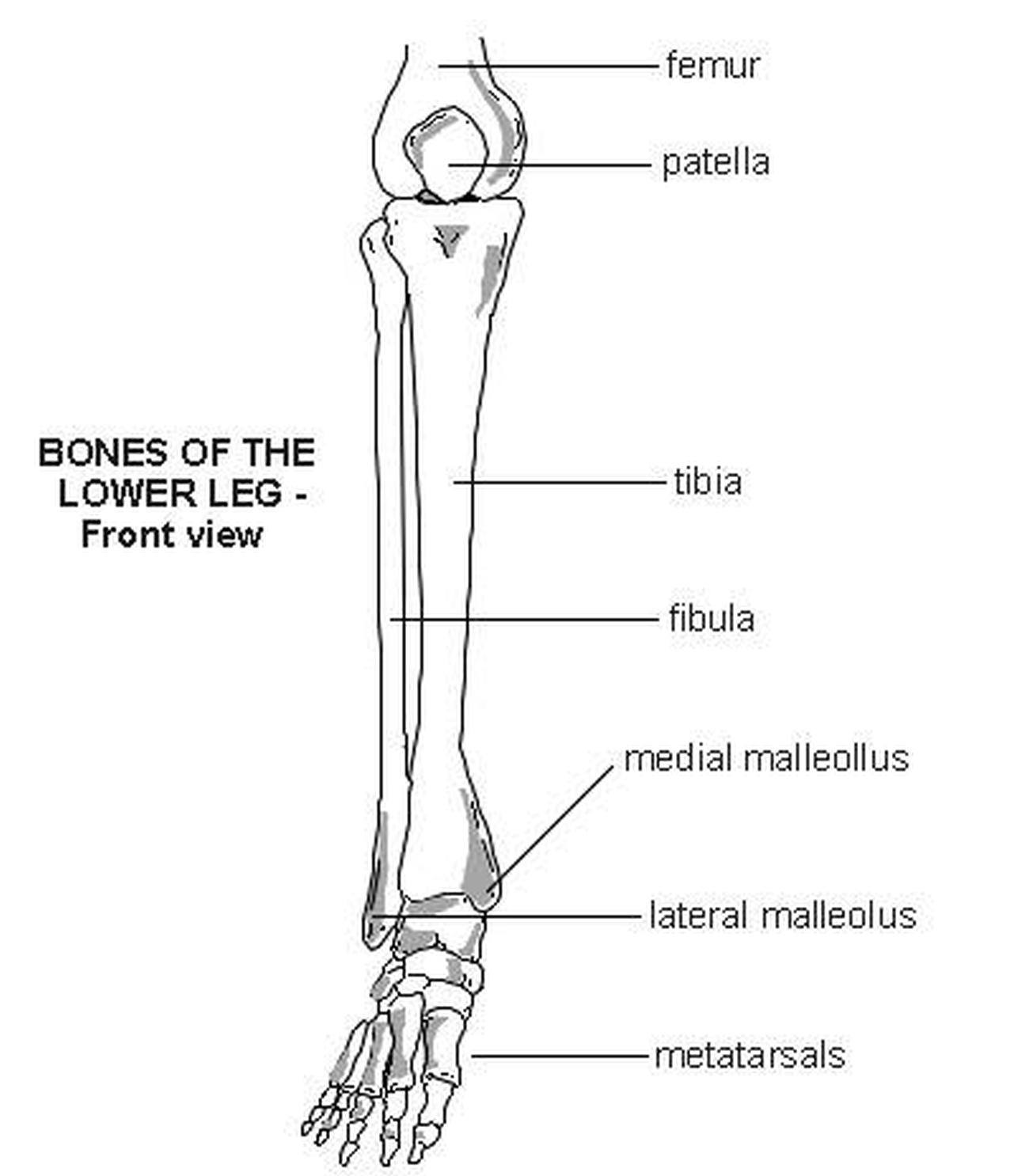 Leg Bone Diagram Infographic Diagram Of Human Skeleton Lower Limb Images