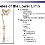 Pictures Of Bones Of The Lower Extremities
