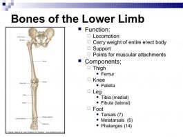 Pictures Of Bones Of The Lower Extremities