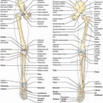 Pictures Of Bones Of The Lower Extremities