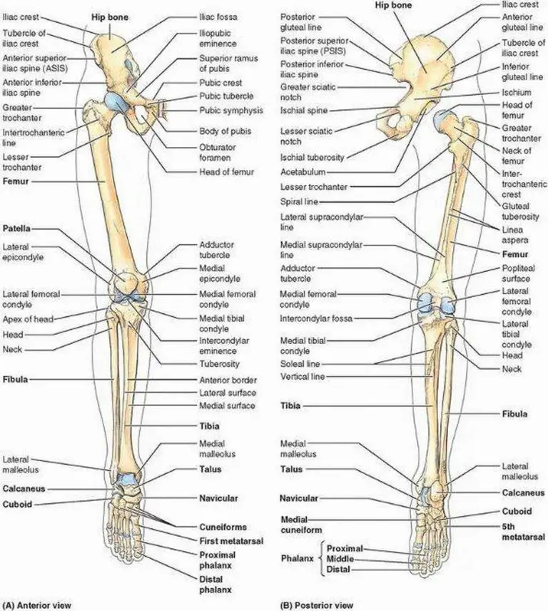 Pictures Of Bones Of The Lower Extremities