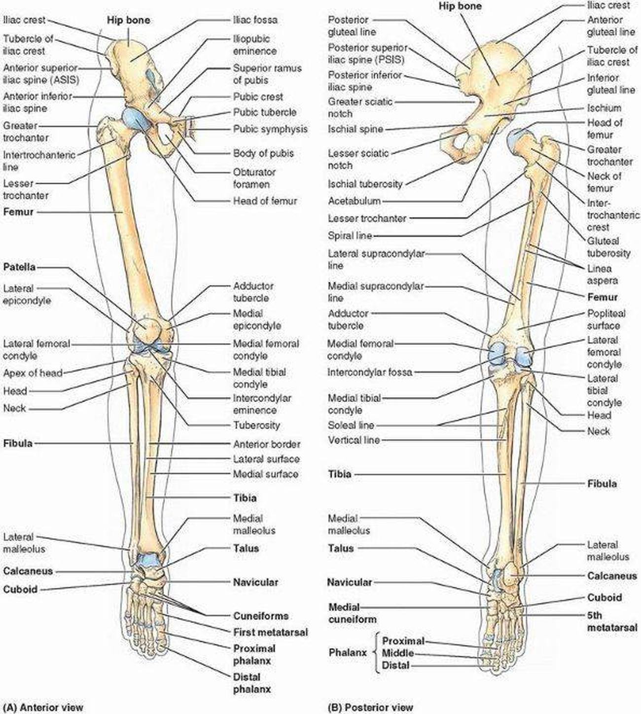 lower extremity bone anatomy