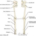 Pictures Of Bones Of The Lower Extremities | Healthiack