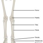 Pictures Of Bones Of The Lower Extremities