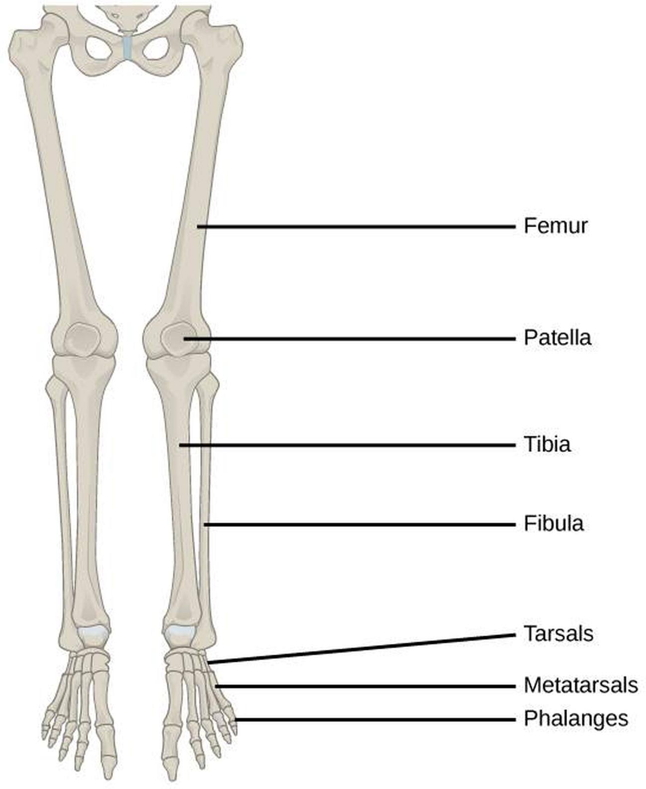 Фигура кости. Femur Tibia. Femur Tibia Fibula. Lower Limb Bones. Bones of lower Limb the femur.