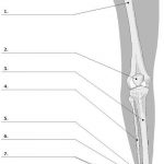 Pictures Of Bones Of The Lower Extremities