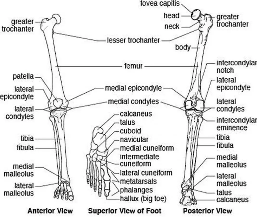 Pictures Of Bones Of The Lower Extremities