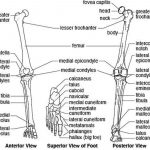 Pictures Of Bones Of The Lower Extremities