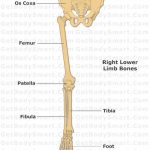 Pictures Of Bones Of The Lower Extremities