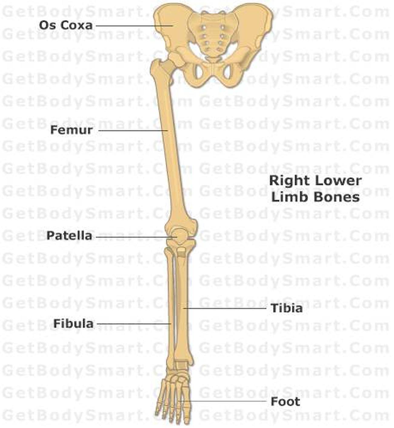 Bones Of The Lower Limb Diagram