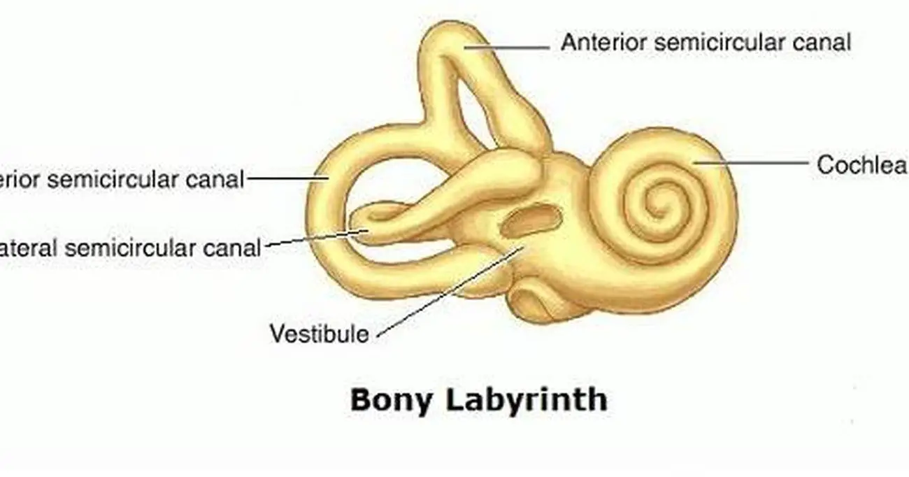 Pictures Of Bony Labyrinth