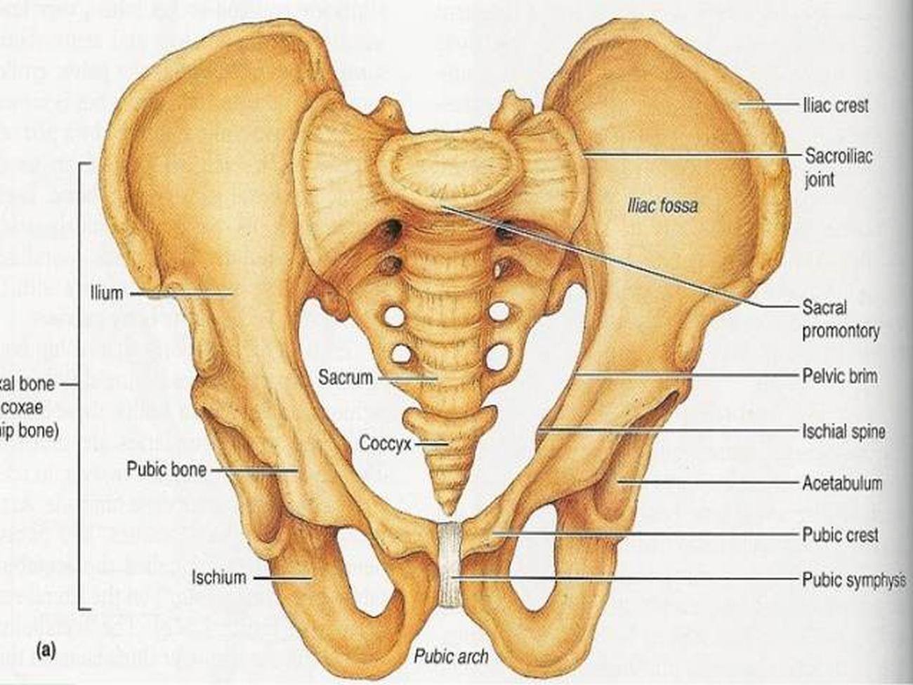 pictures-of-bony-pelvis