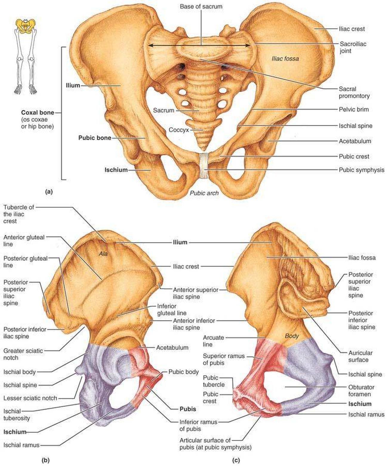 Another Term For Bony Pelvis