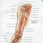 Pictures Of Brachial Artery