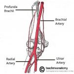 Pictures Of Brachial Artery