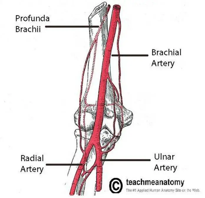 Pictures Of Brachial Artery