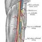 Pictures Of Brachial Artery