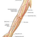 Pictures Of Brachial Artery