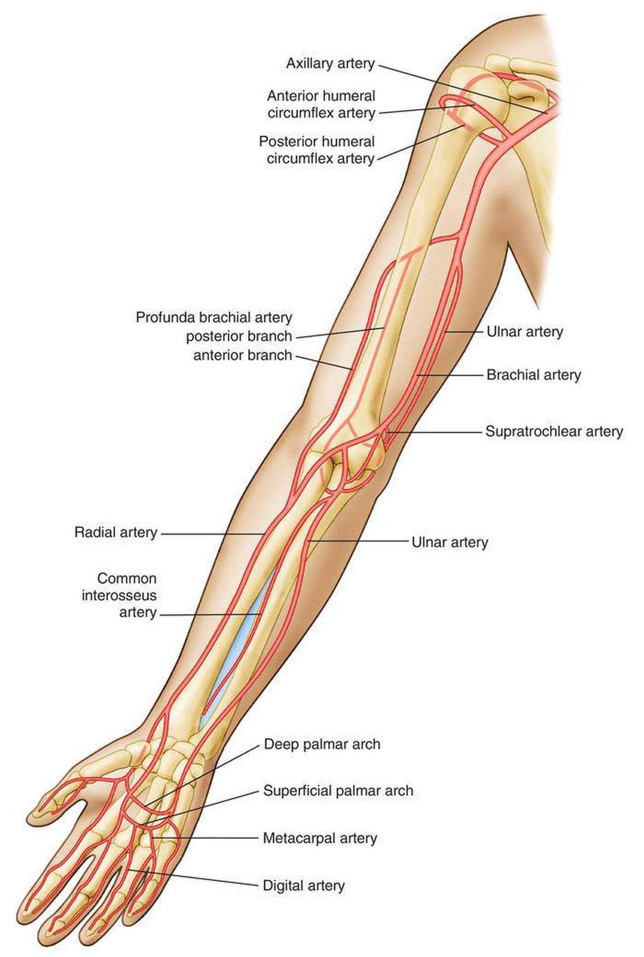 pictures-of-brachial-artery