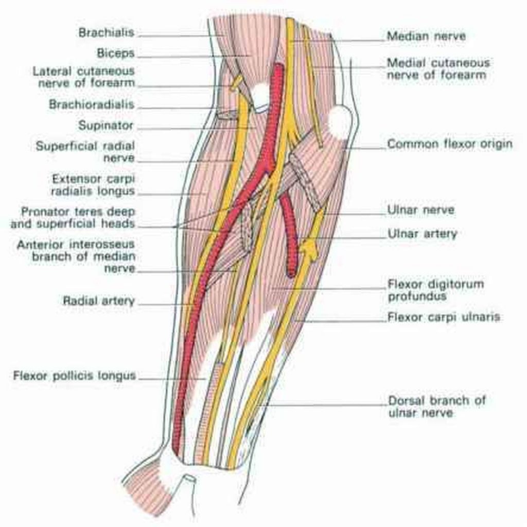 Pictures Of Brachial Artery