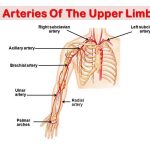 Pictures Of Brachial Artery