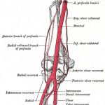 Pictures Of Brachial Artery