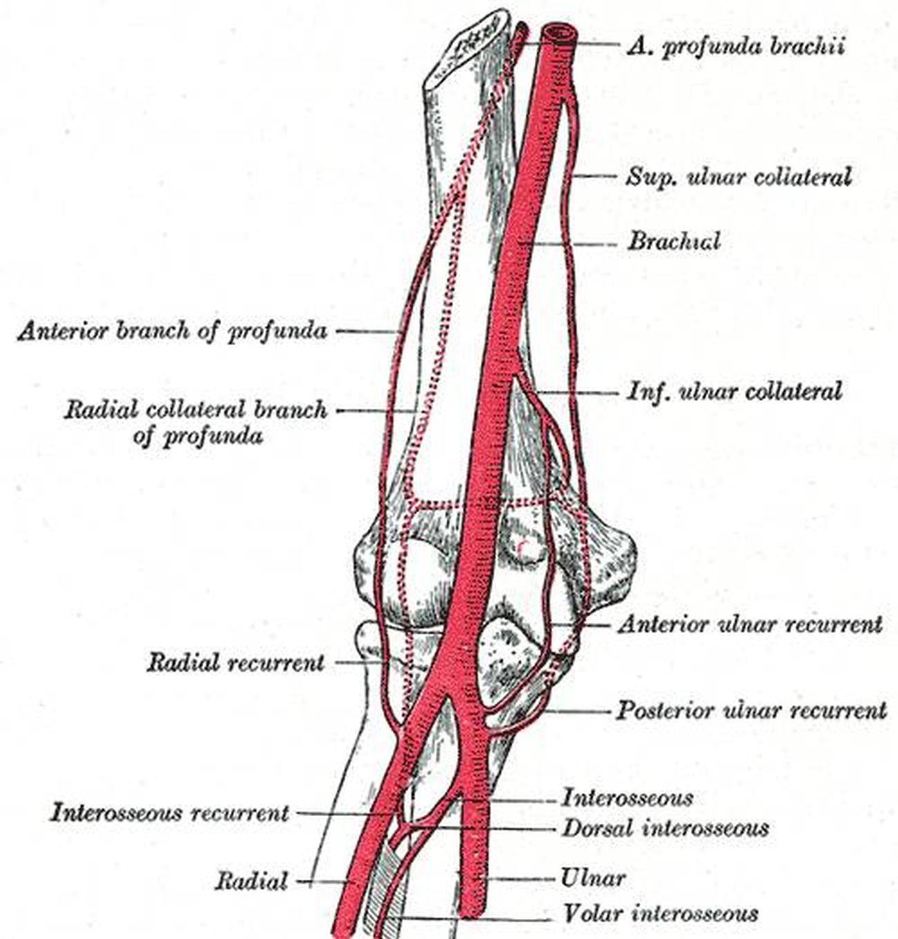 Arteria Braquial Profunda Arteria Braquial Profunda