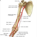 Pictures Of Brachial Artery