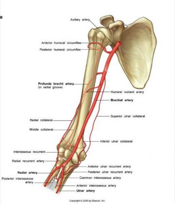 Pictures Of Brachial Artery