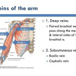 Pictures Of Brachial Vein