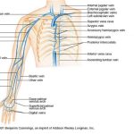 Pictures Of Brachial Vein