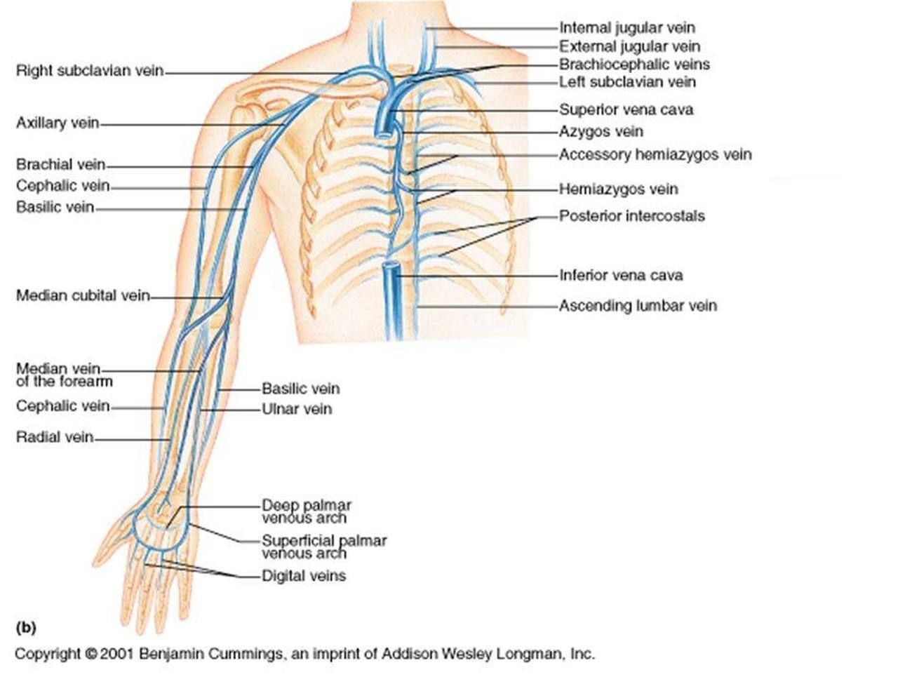 Veins of Upper Limb. Median antebrachial Vein. PAPVR brachiocephalic Vein.