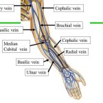 Pictures Of Brachial Vein