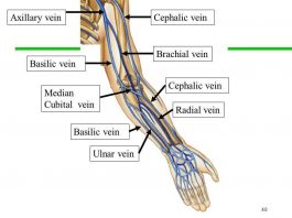 Pictures Of Brachial Vein