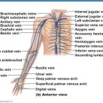 Pictures Of Brachial Vein