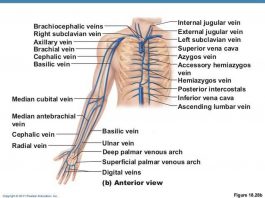 Pictures Of Brachial Vein