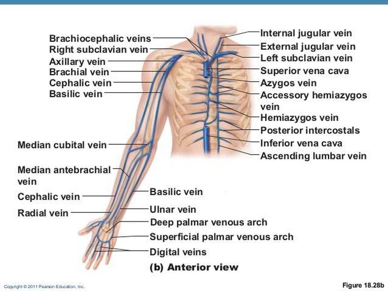 Pictures of Brachial Vein 996