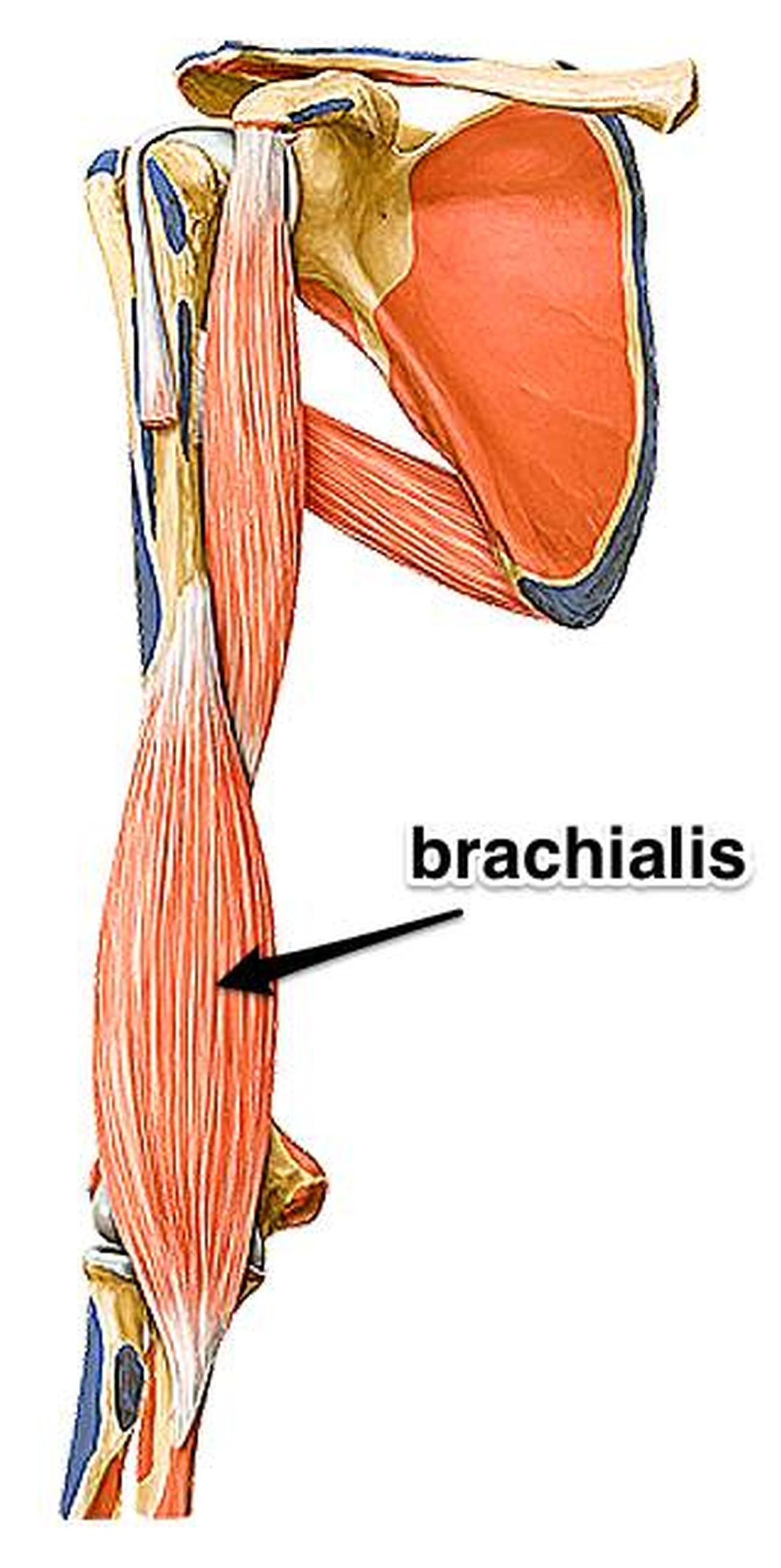 Pictures Of Brachialis