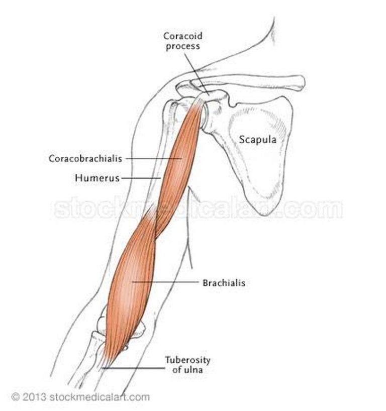 Pictures Of Brachialis