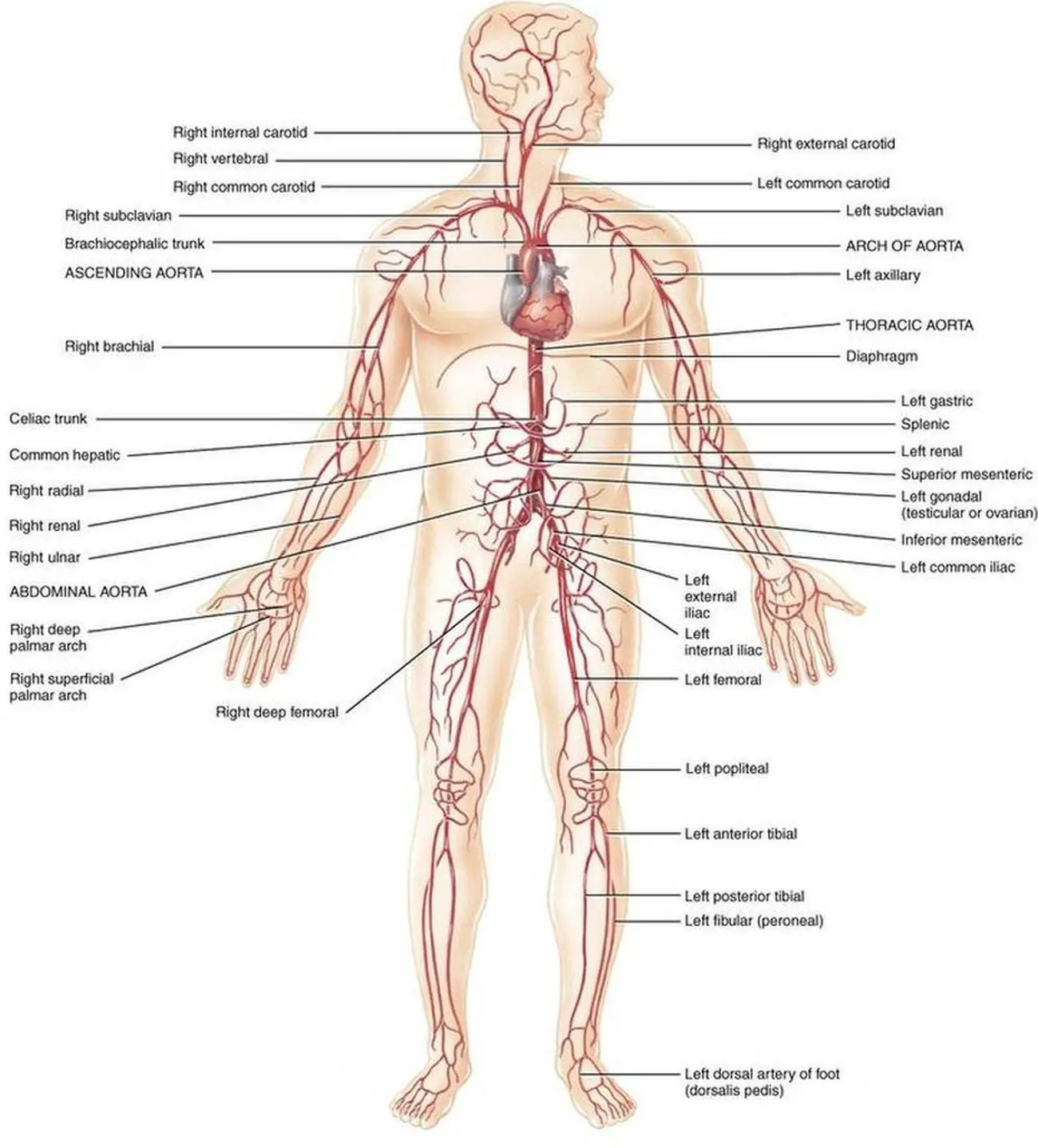 Pictures Of Brachiocephalic Artery