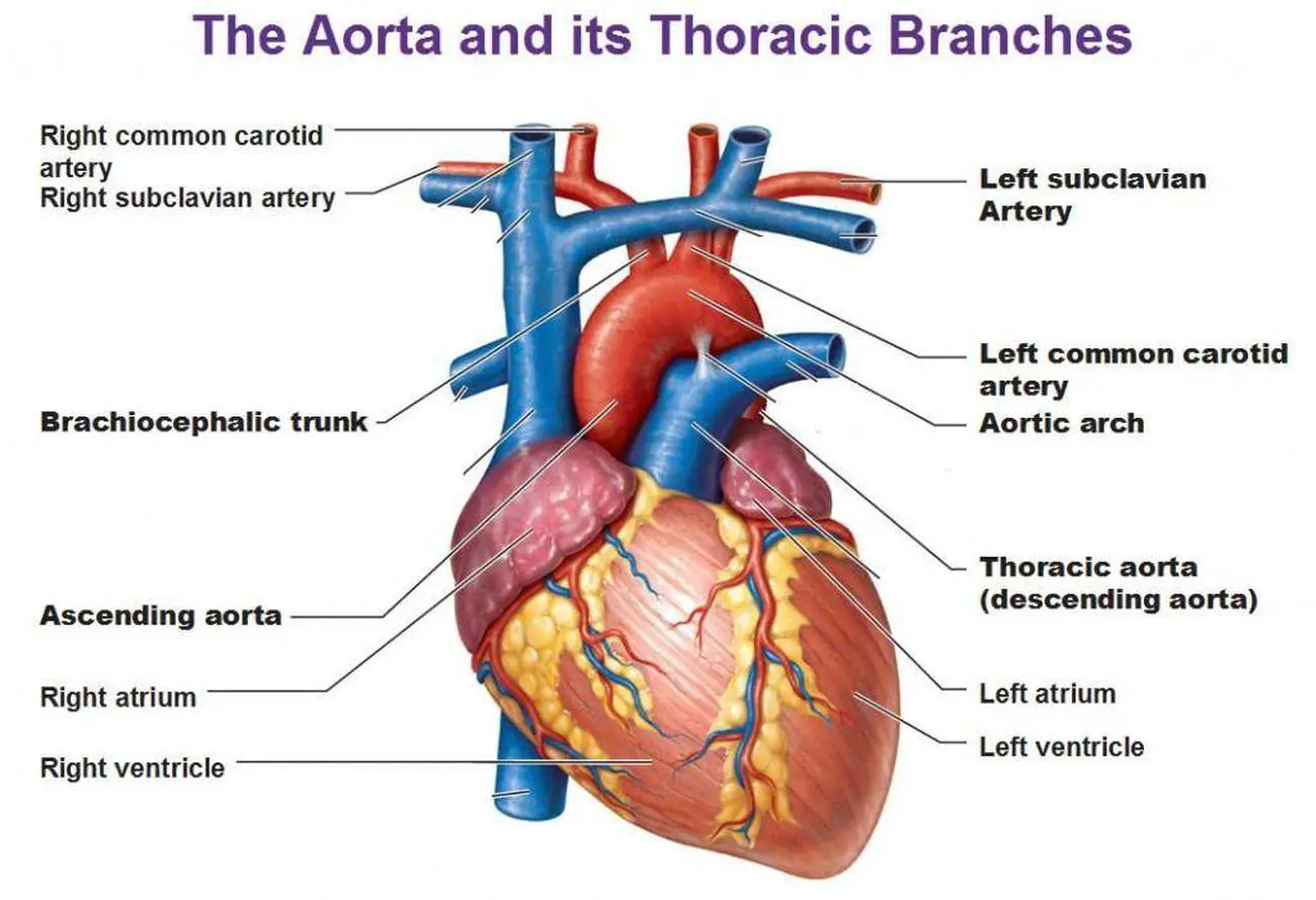 Pictures Of Brachiocephalic Artery