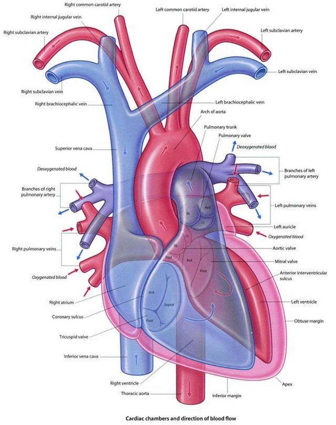 Pictures Of Brachiocephalic Vein