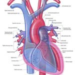 Pictures Of Brachiocephalic Vein