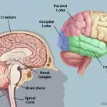 Pictures Of Brain