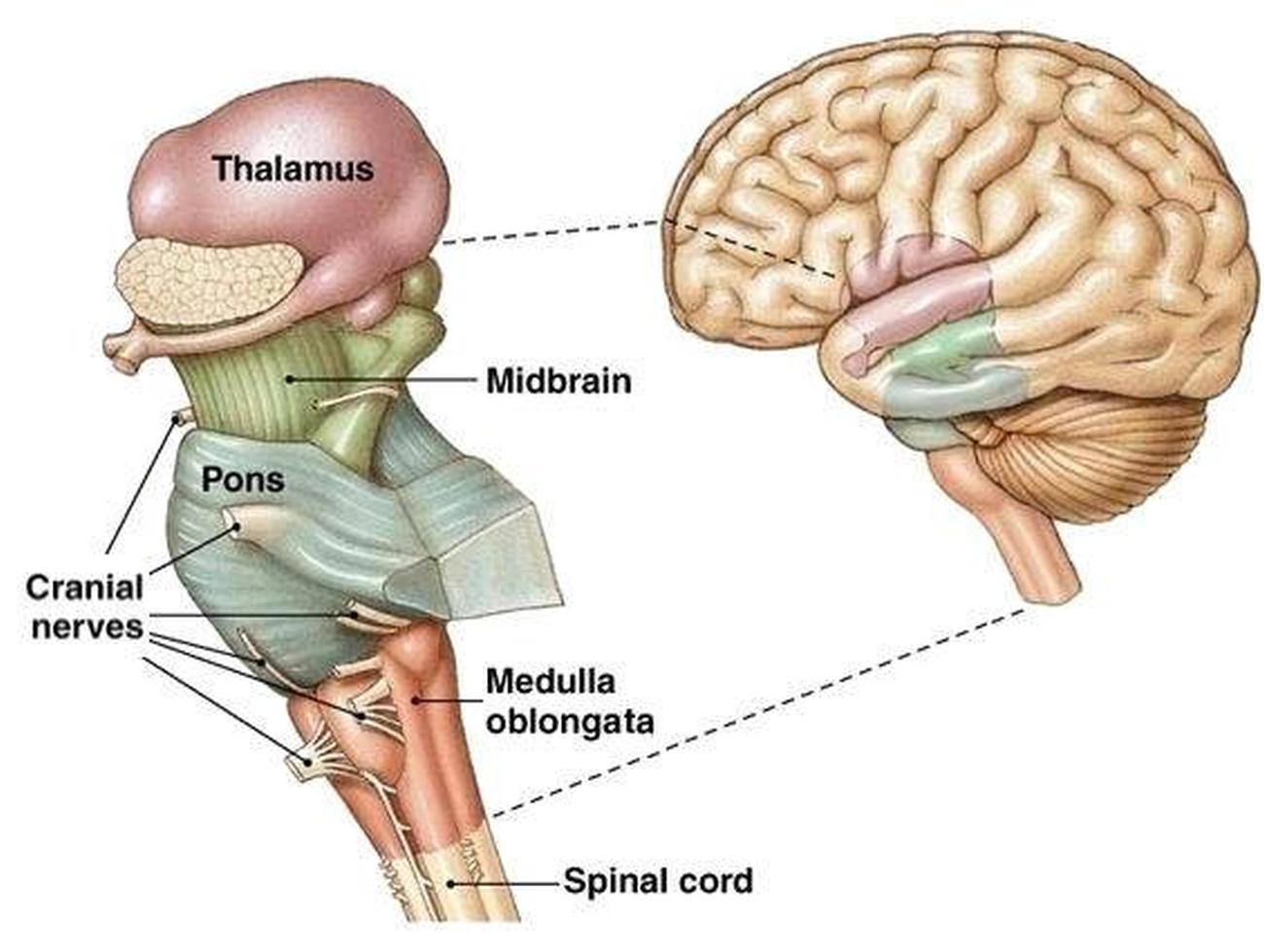 Pictures Of Brainstem