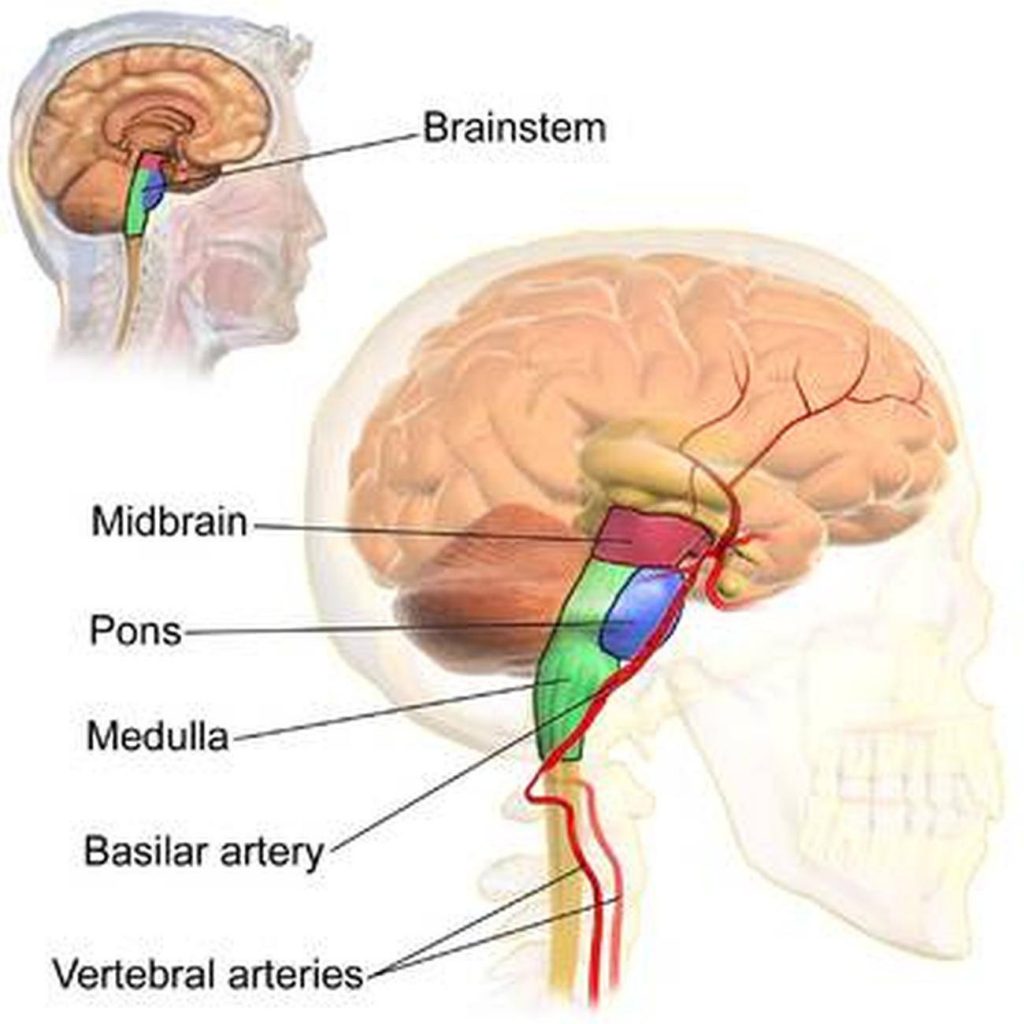 Pictures Of Brainstem