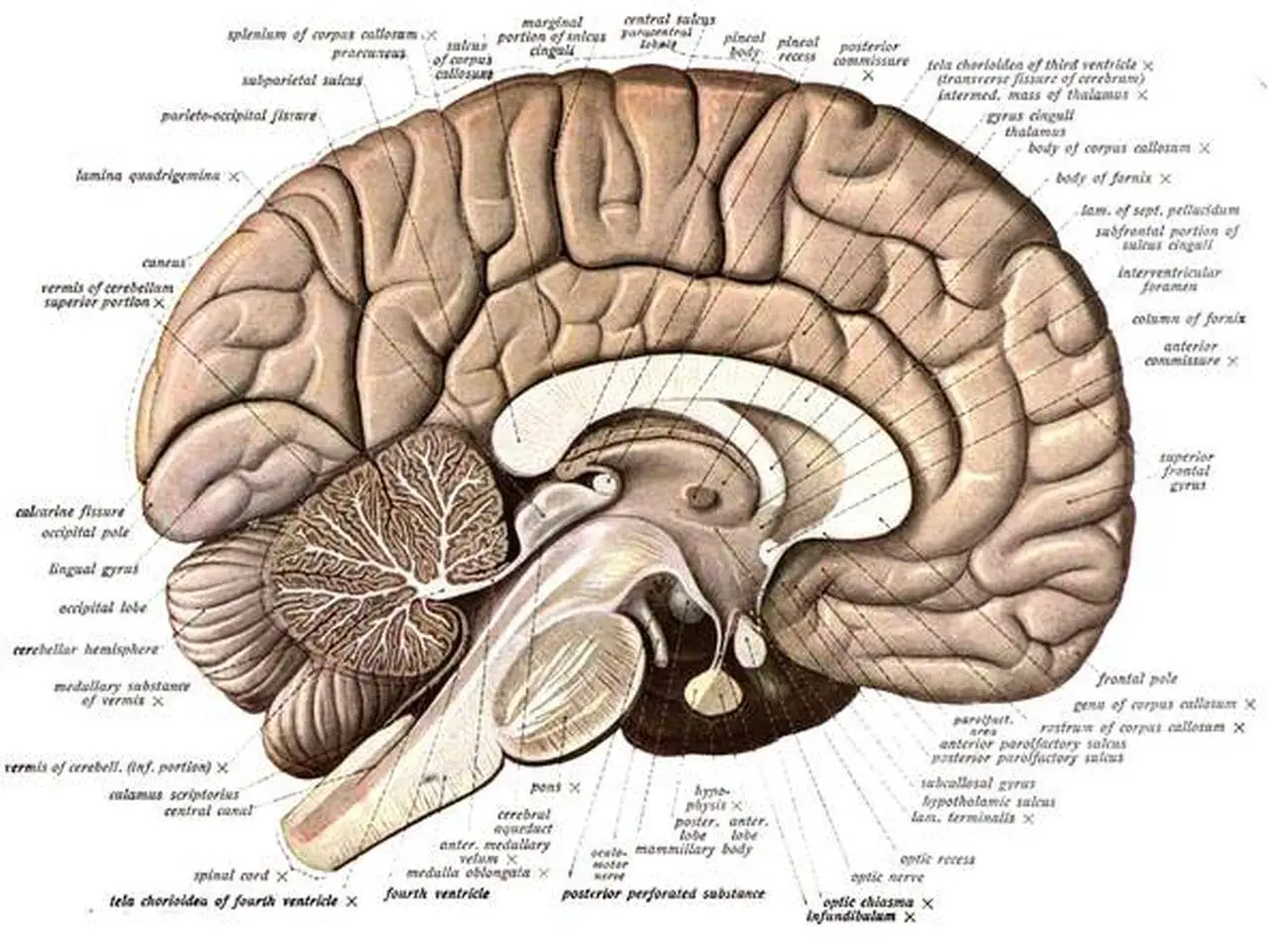 Pictures Of Brainstem