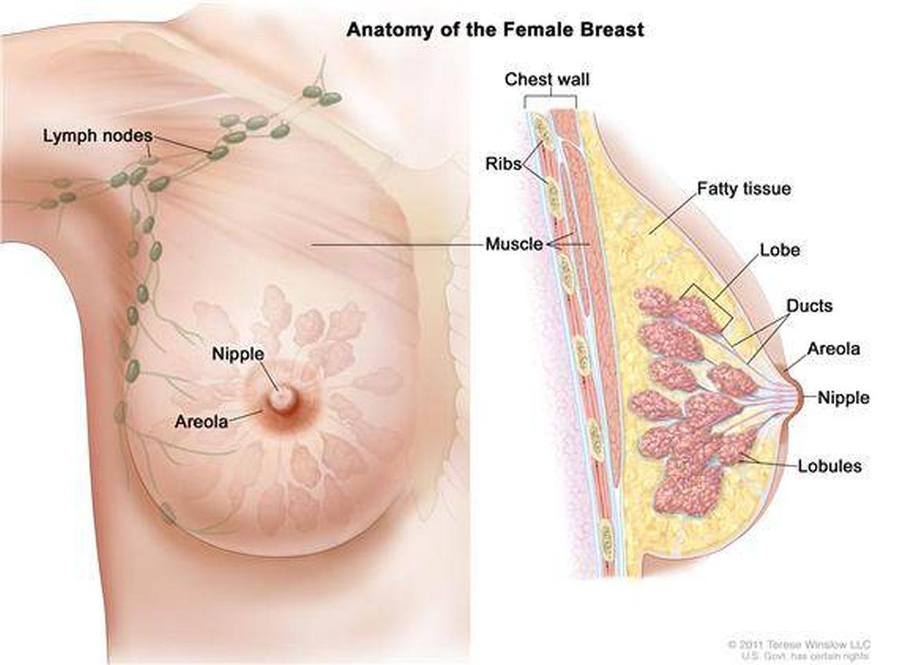 Pictures Of Breast
